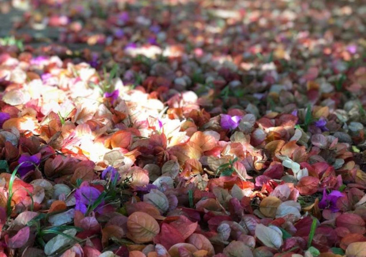 Pousada Halliny Do Rosa ปรายาโดโฮซา ภายนอก รูปภาพ