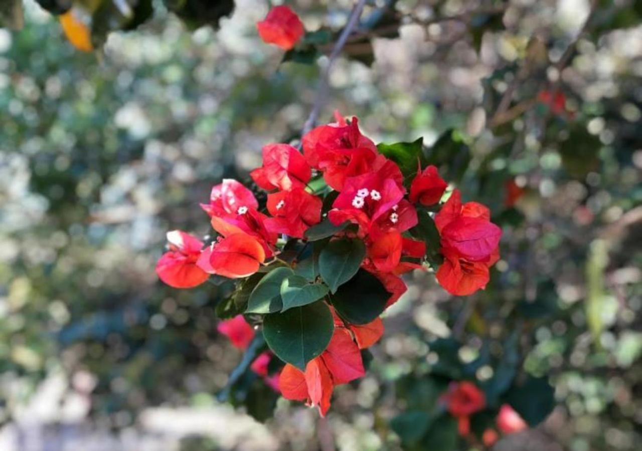 Pousada Halliny Do Rosa ปรายาโดโฮซา ภายนอก รูปภาพ
